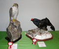 2010-falco